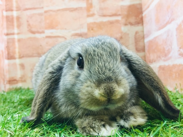 ロップイヤーラビット