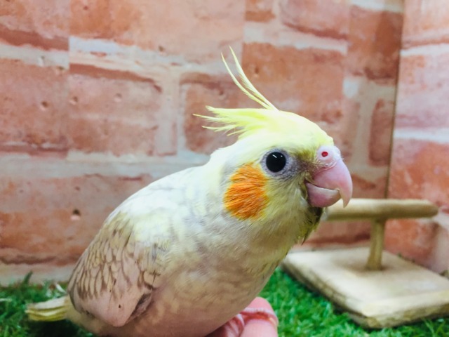 オカメインコ