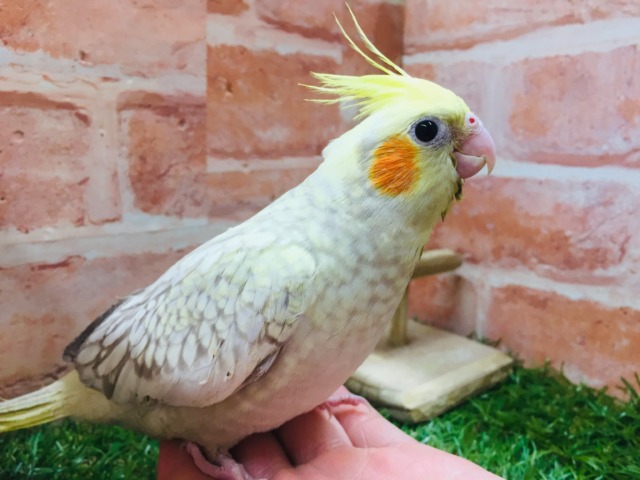 オカメインコ