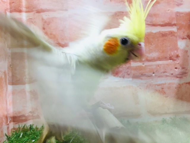 オカメインコ