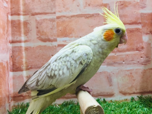 オカメインコ