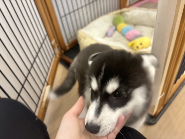 シベリアンハスキー