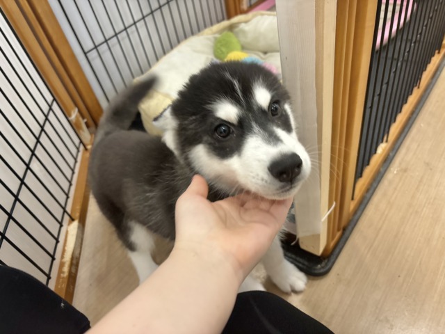 シベリアンハスキー