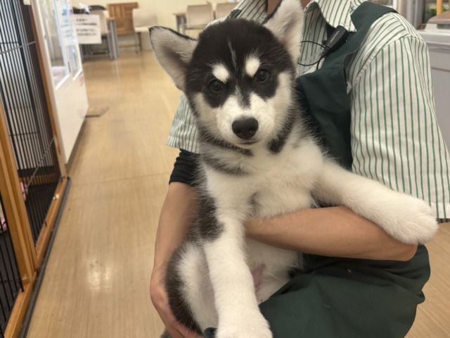 シベリアンハスキー