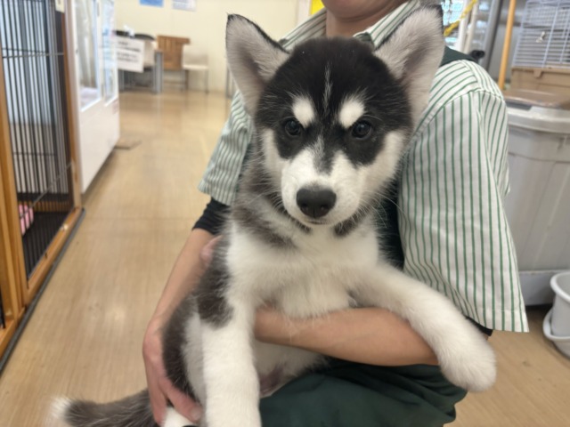 シベリアンハスキー