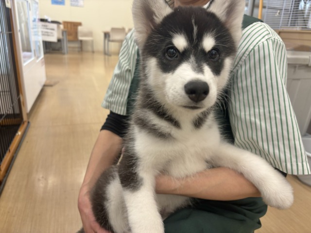 シベリアンハスキー