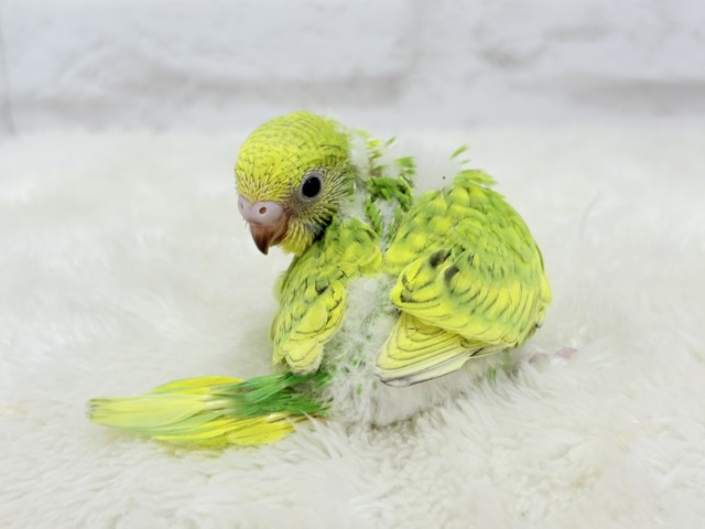 セキセイインコ