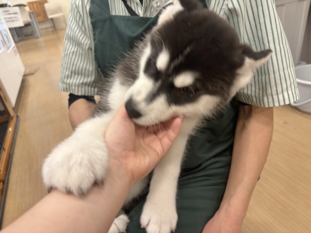 シベリアンハスキー