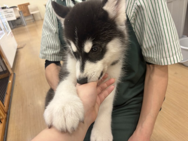 シベリアンハスキー