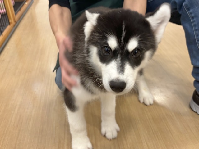 シベリアンハスキー