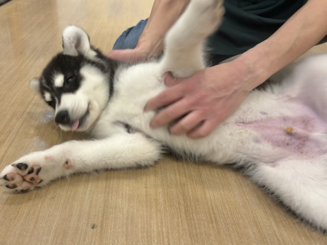 シベリアンハスキー