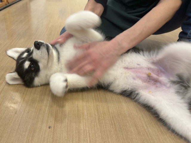 シベリアンハスキー