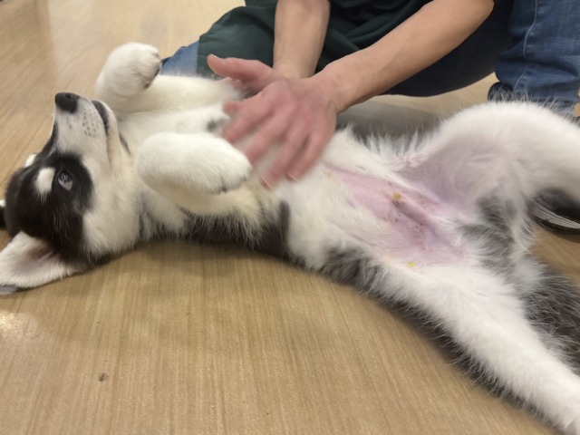 シベリアンハスキー