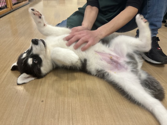 シベリアンハスキー