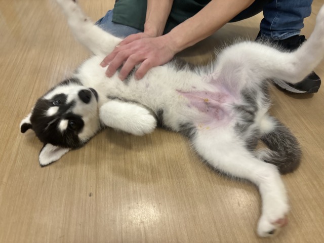 シベリアンハスキー