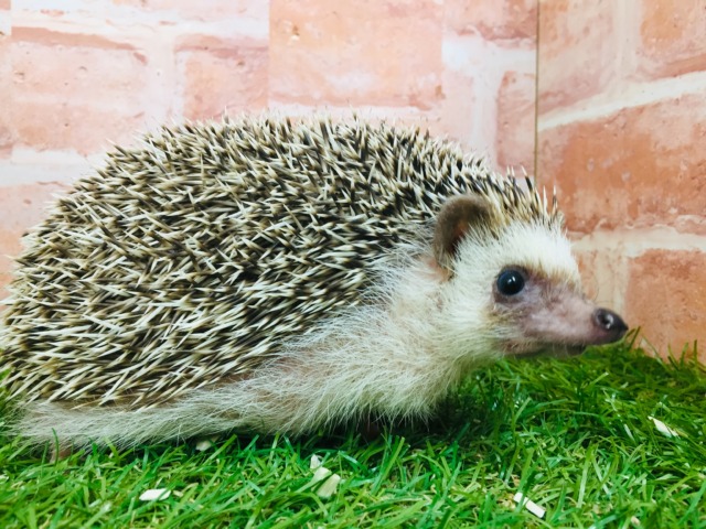 ヨツユビハリネズミ