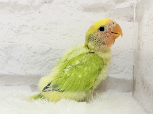 コザクラインコ（小桜インコ）