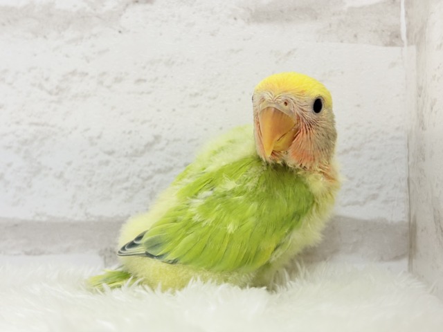 コザクラインコ（小桜インコ）