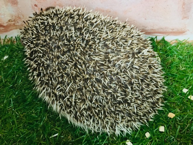 ヨツユビハリネズミ