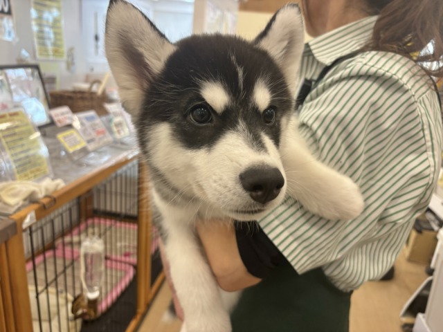 シベリアンハスキー