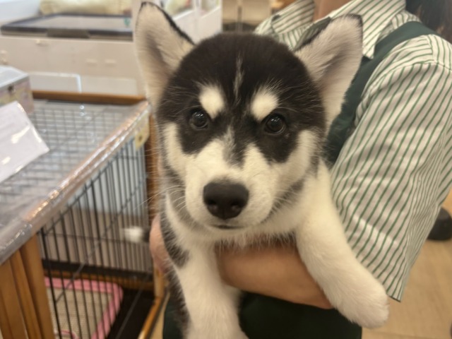 シベリアンハスキー