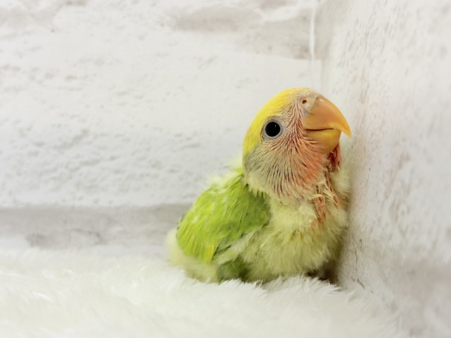 コザクラインコ（小桜インコ）