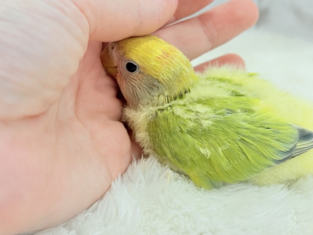 コザクラインコ（小桜インコ）