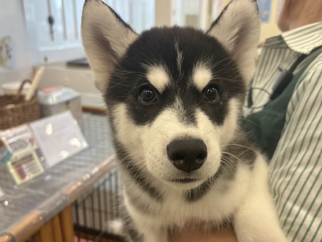 シベリアンハスキー