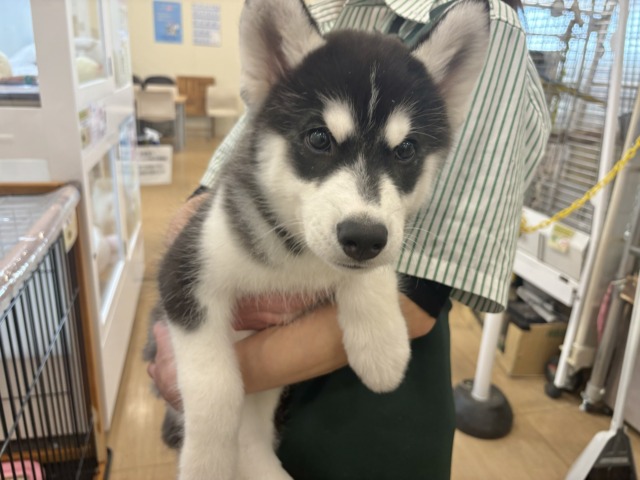 シベリアンハスキー