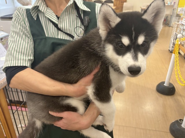 シベリアンハスキー