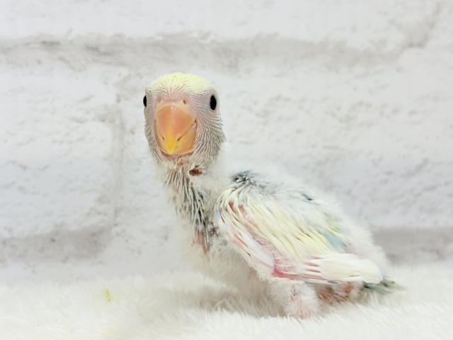 コザクラインコ（小桜インコ）