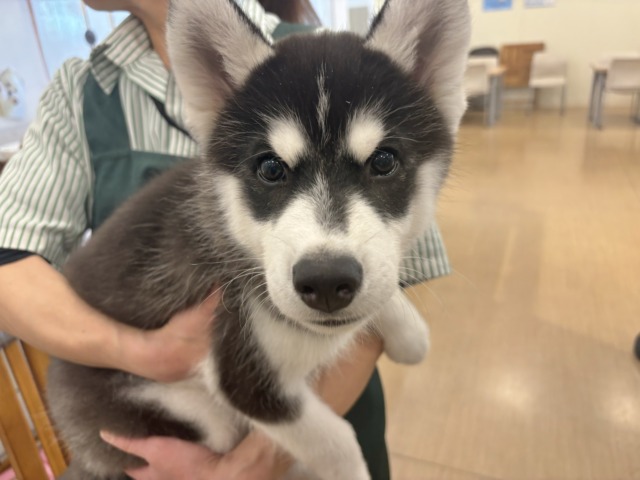 シベリアンハスキー