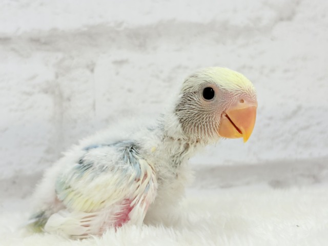 コザクラインコ（小桜インコ）