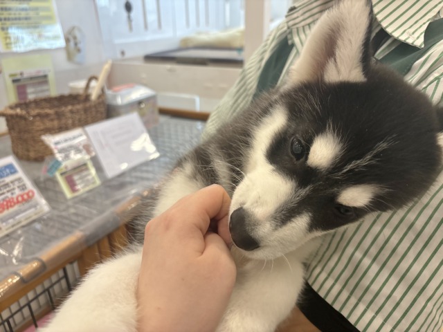 シベリアンハスキー