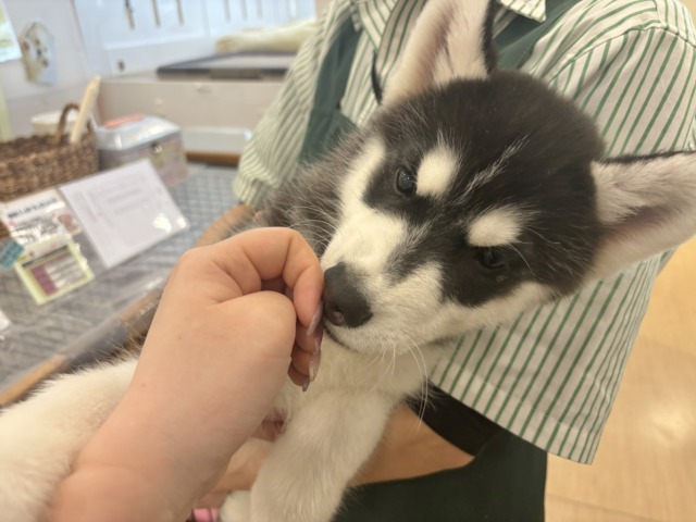 シベリアンハスキー