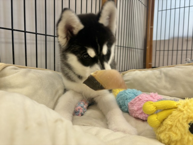 シベリアンハスキー