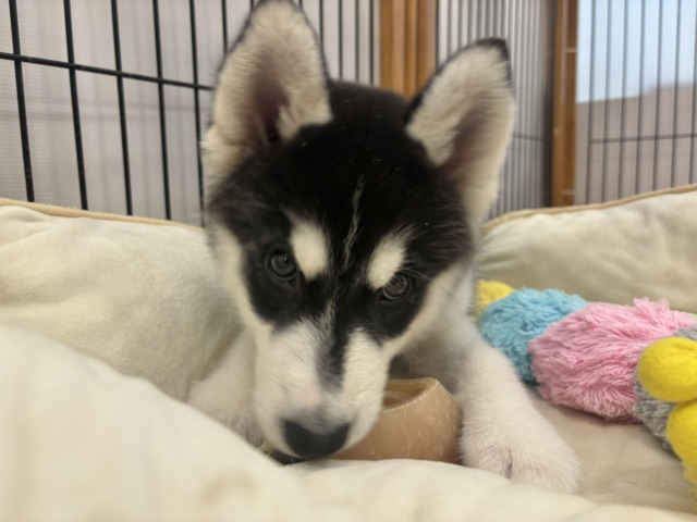 シベリアンハスキー