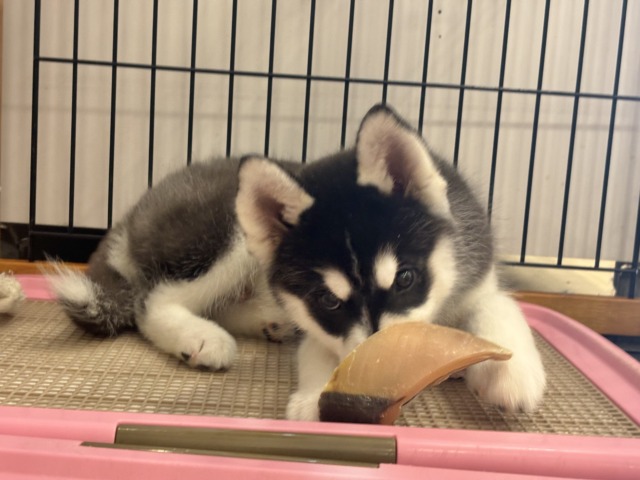 シベリアンハスキー