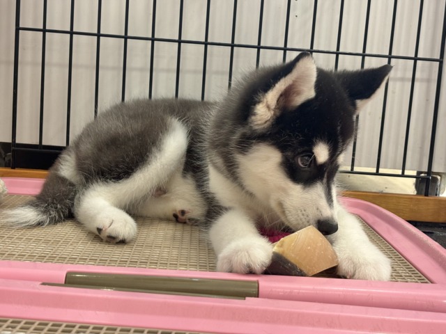 シベリアンハスキー