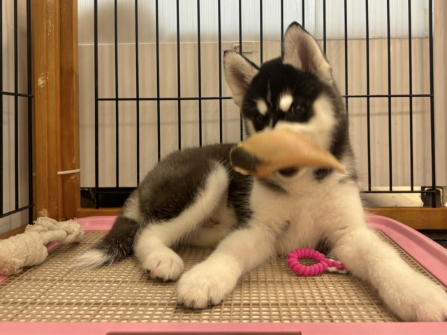 シベリアンハスキー