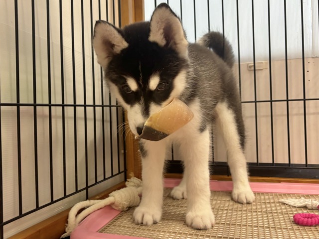 シベリアンハスキー