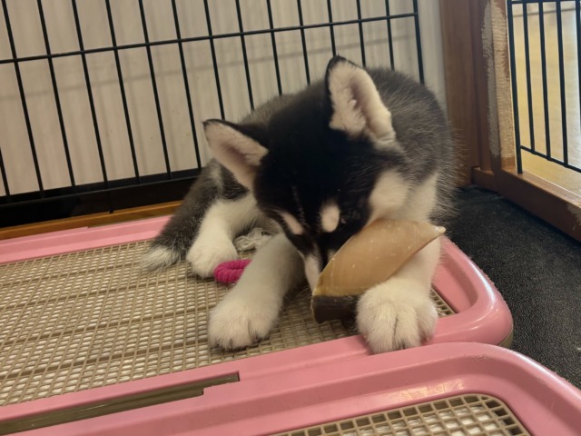 シベリアンハスキー