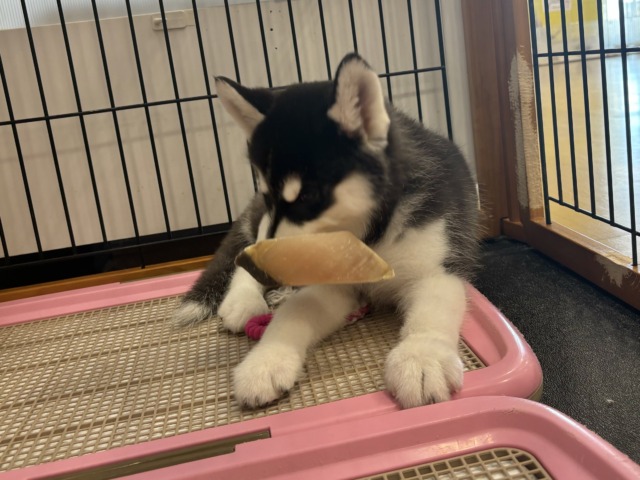 シベリアンハスキー