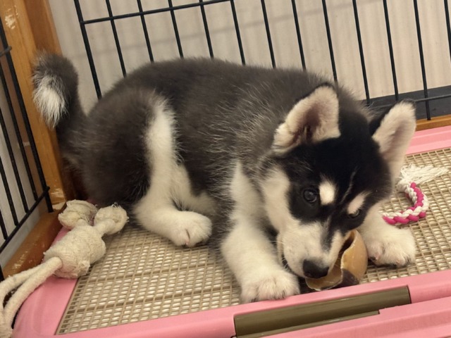 シベリアンハスキー