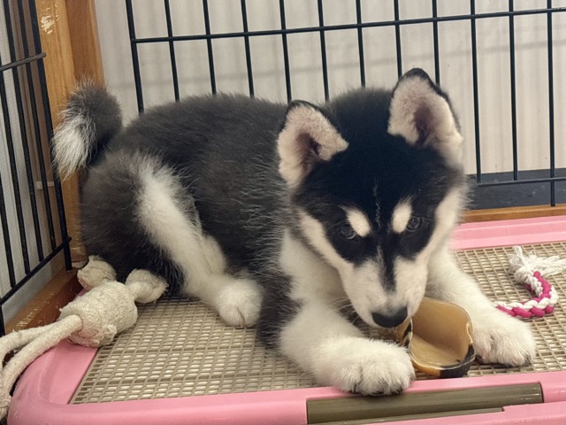 シベリアンハスキー