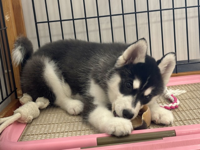 シベリアンハスキー