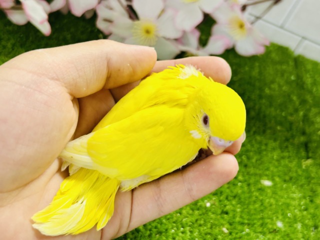 セキセイインコ
