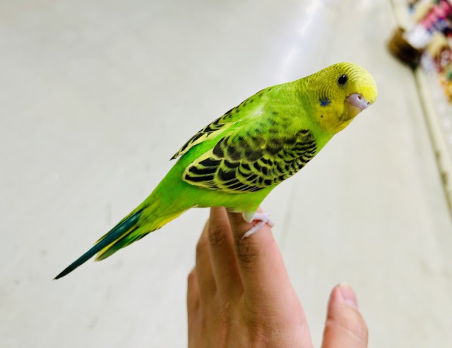 セキセイインコ