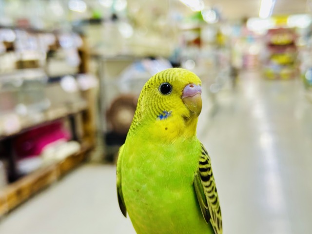 セキセイインコ