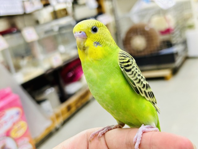 セキセイインコ